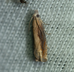 Eucosma conterminana