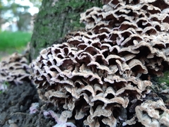 Chondrostereum purpureum