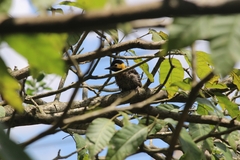 Colaptes campestris campestris