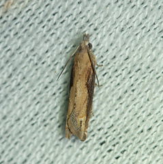 Eucosma conterminana