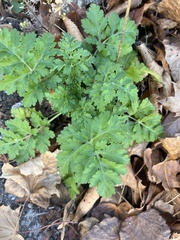 Tanacetum parthenium