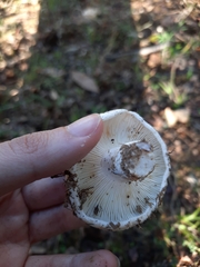 Lactarius resimus