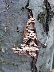 Chondrostereum purpureum