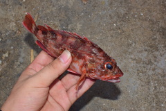 Sebastiscus marmoratus