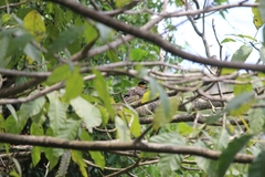 Colaptes campestris campestris