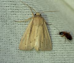 Mythimna pallens