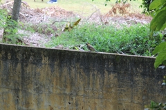 Colaptes campestris campestris