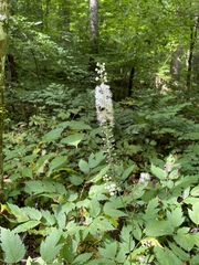 Actaea