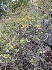 Quercus sinuata