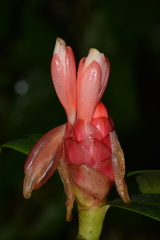 Costus spiralis