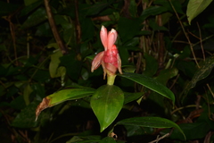 Costus spiralis