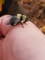 Cephenemyia