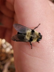 Cephenemyia