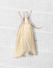 Calamotropha leptogrammellus