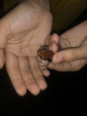 Hydrophylax bahuvistara