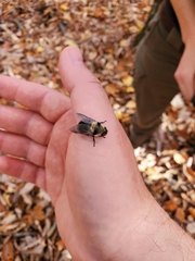 Cephenemyia