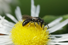 Hylaeus mesillae cressoni