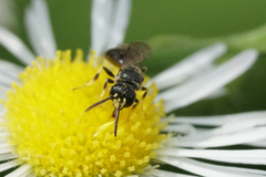 Hylaeus mesillae cressoni