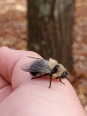 Cephenemyia