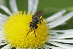 Hylaeus mesillae cressoni