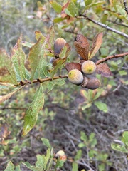 Quercus sinuata