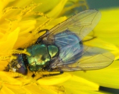 Neomyia cornicina