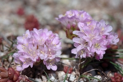 Armeria multiceps