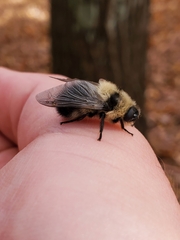 Cephenemyia