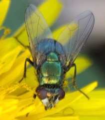 Neomyia cornicina