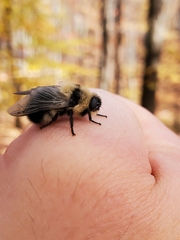 Cephenemyia