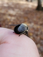 Cephenemyia