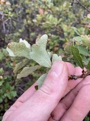 Quercus sinuata