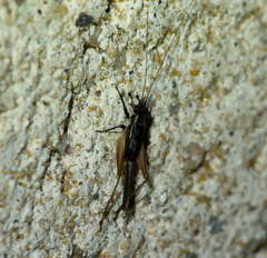 Trigonidium cicindeloides