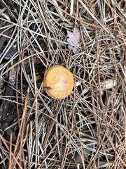 Suillus cothurnatus
