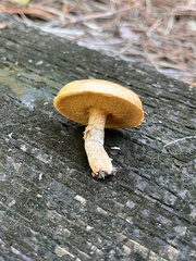 Suillus cothurnatus