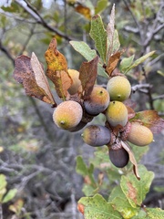 Quercus sinuata