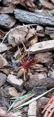 Dysdera