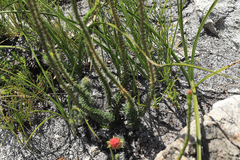 Erica cerinthoides cerinthoides