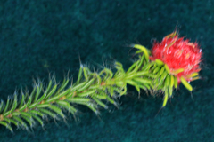 Erica cerinthoides cerinthoides