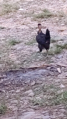 Gallus gallus domesticus