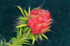 Erica cerinthoides cerinthoides