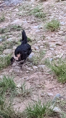 Gallus gallus domesticus