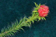 Erica cerinthoides cerinthoides