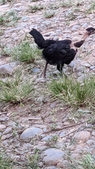 Gallus gallus domesticus