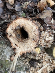 Crematogaster laeviuscula