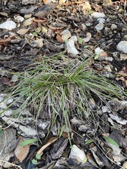 Carex planostachys