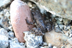 Pelophylax bedriagae