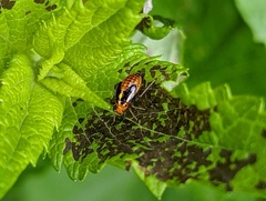 Poecilocapsus lineatus