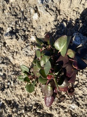 Eriogonum gypsophilum