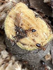 Crematogaster laeviuscula